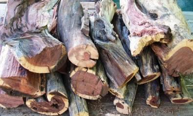 Sekelbos / Sickle Bush Braai Wood 22L